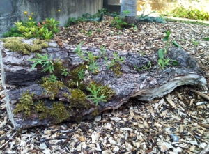 garden log